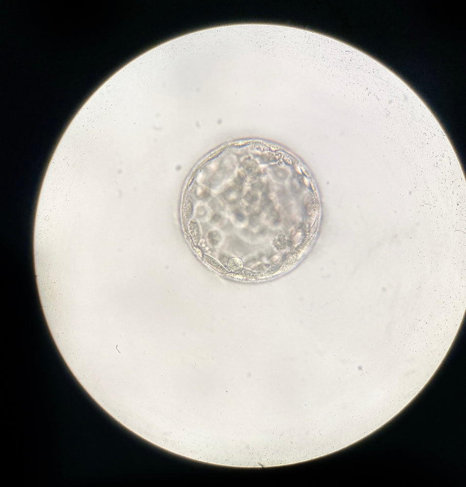Exploring the Emotional Struggle: What to Do with Frozen Embryos as Time Passes